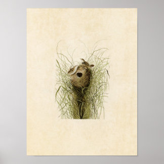Plate 175 | Nuttall's Lesser Marsh Wren Poster