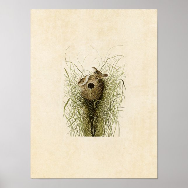 Plate 175 | Nuttall's Lesser Marsh Wren Poster (Front)