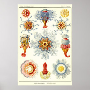 Plate 17 Siphonophorae Poster