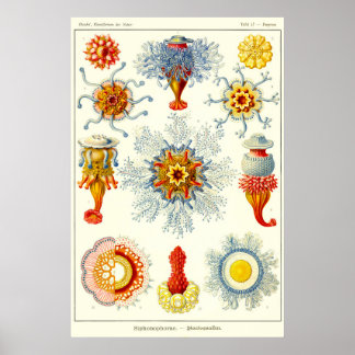Plate 17. Siphonophores. Poster