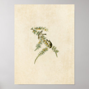 Plate 180   Pine Finch   Birds of America Poster