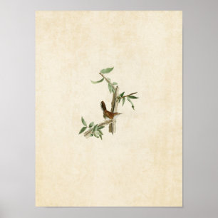 Plate 18   Bewick's Wren   Birds of America Poster