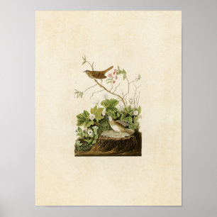 Plate 193   Lincoln Finch   Birds of America Poster