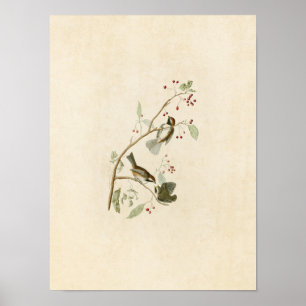 Plate 194 Canadian Titmouse Birds of America Poster