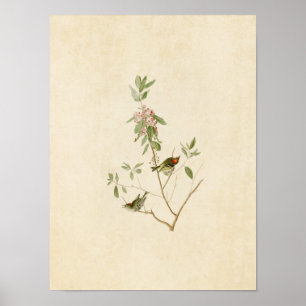 Plate 195 Ruby-Crowned Wren Birds of America Poster