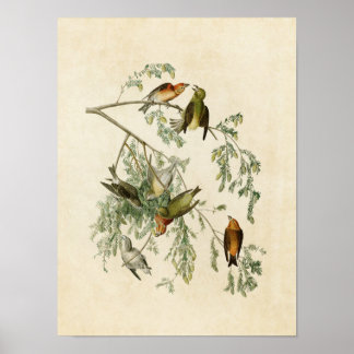 Plate 197 | American Crossbill | Birds of America Poster