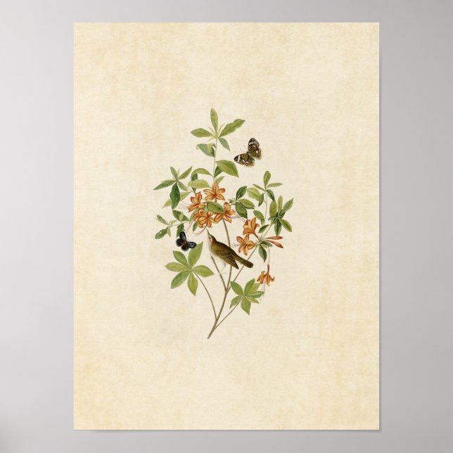 Plate 198 | Brown-Headed Worm-Eating Warbler Poster (Front)