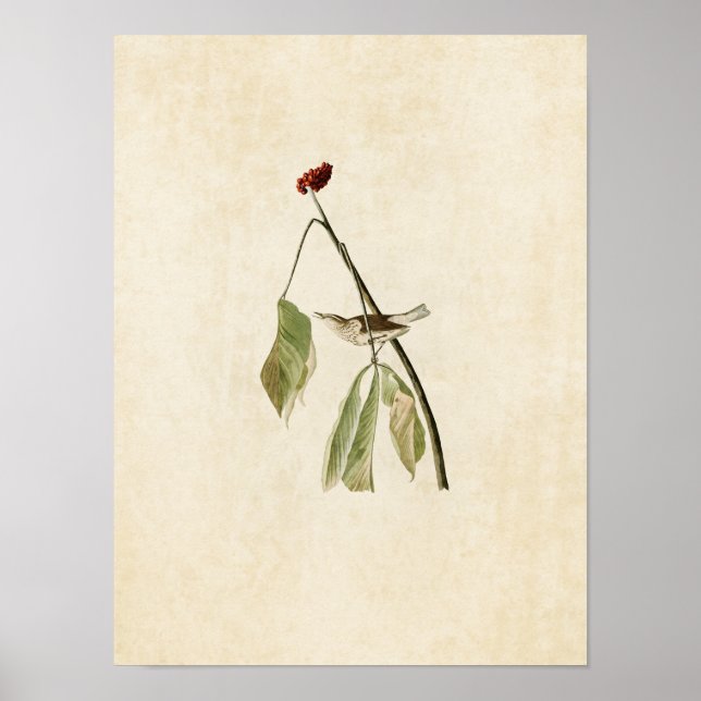 Plate 19 | Louisiana Water Thrush Poster (Front)