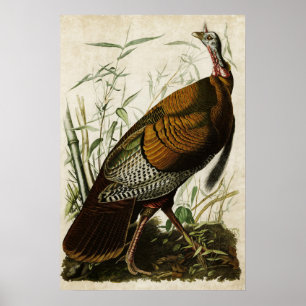 Plate 1 Wild Turkey Birds of America Poster