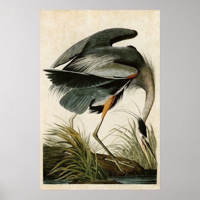 Plate 211 | Great Blue Heron | Birds of America Poster (Front)