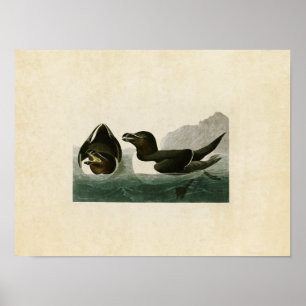 Plate 214   Razorbill   Birds of America Poster
