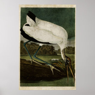 Plate 216   Wood Ibis   Birds of America Poster