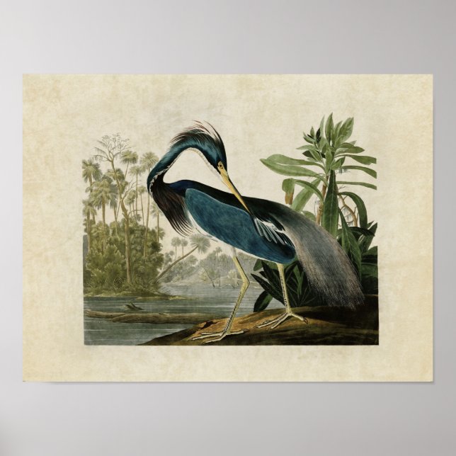 Plate 217 | Louisiana Heron | Birds of America Poster (Front)