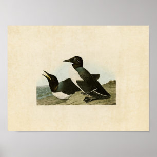 Plate 218 Foolish Guillemot Birds of America Poster