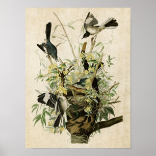 Plate 21 Mockingbird Birds of America Poster