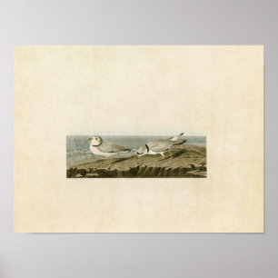 Plate 220   Piping Plover   Birds of America Poster