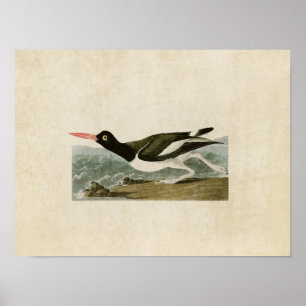Plate 223   Pied Oystercatcher   Birds of America Poster