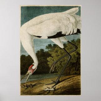 Plate 226 | Whooping Crane | Birds of America Poster