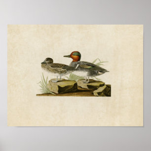 Plate 228 American Green-Winged Teal Poster