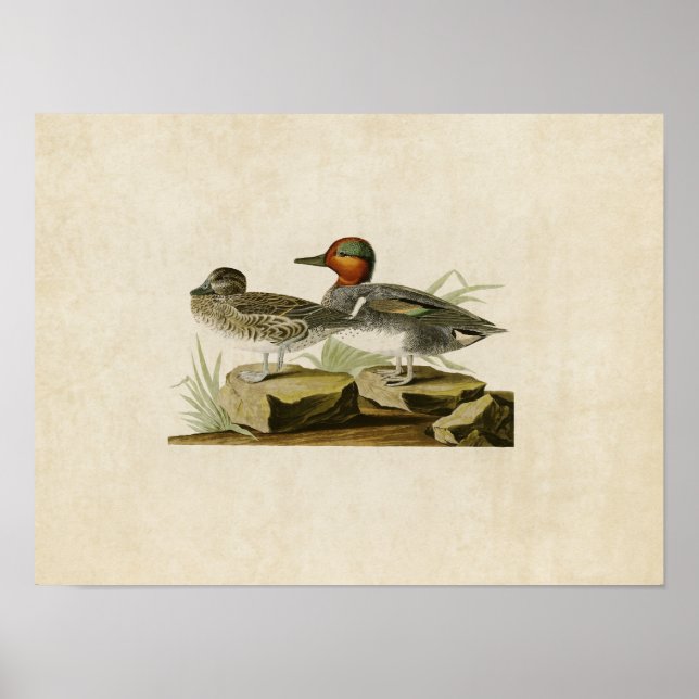 Plate 228 | American Green-Winged Teal Poster (Front)