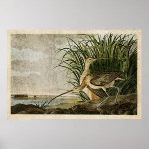 Plate 231 Long-Billed Curlew Birds of America Poster