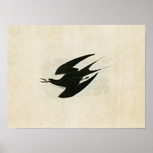 Plate 235 Sooty Tern Birds of America Poster