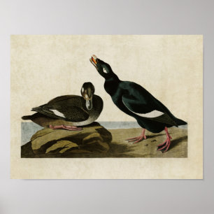 Plate 247   Velvet Duck   Birds of America Poster