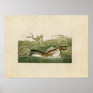Plate 248 American Pied-Billed Dobchick Poster