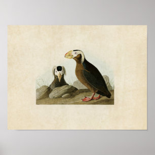 Plate 249 Tufted Auk Birds of America Poster