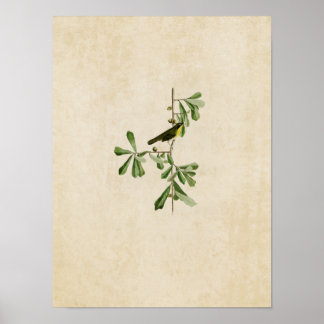 Plate 24 | Roscoe's Yellow-Throat Poster