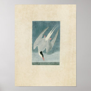 Plate 250 Arctic Tern Birds of America Poster