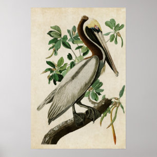 Plate 251   Brown Pelican   Birds of America Poster