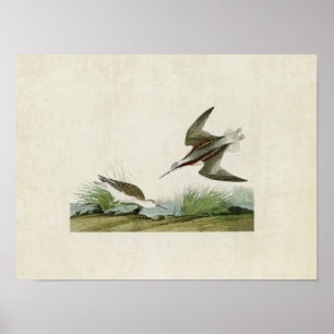 Plate 254 Wilson's Phalarope Birds of America Poster