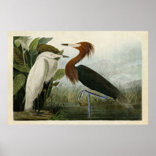Plate 256   Purple Heron   Birds of America Poster