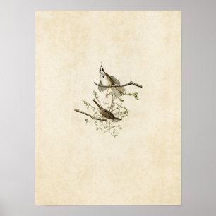Plate 25 Song Sparrow Birds of America Poster