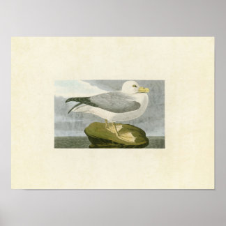 Plate 264 | Fulmar Petrel | Birds of America Poster