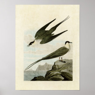 Plate 267 | Arctic Jaeger | Birds of America Poster