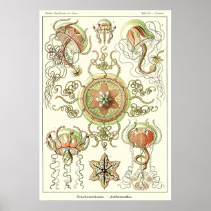 Plate 26 Trachomedusae Poster
