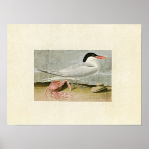 Plate 273 Cayenne Tern Birds of America Poster