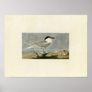 Plate 279   Sandwich Tern   Birds of America Poster