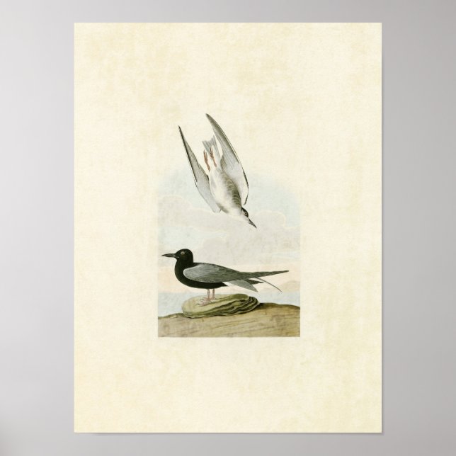 Plate 280 | Black Tern | Birds of America Poster (Front)