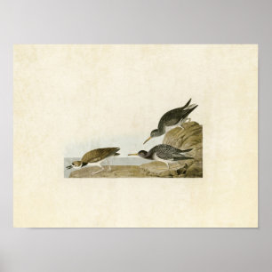 Plate 284   Purple Sandpiper   Birds of America Poster