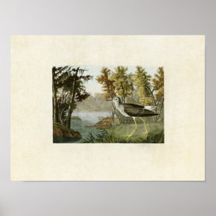 Plate 288 Yellow Shank Birds of America Poster