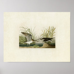 Plate 289   Solitary Sandpiper   Birds of America Poster