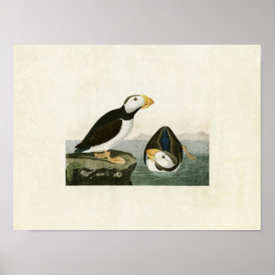Plate 293   Large-Billed Puffin   Birds of America Poster