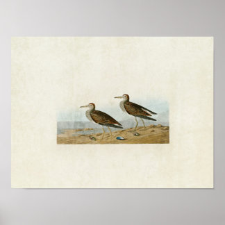 Plate 294 | Pectoral Sandpiper | Birds of America Poster