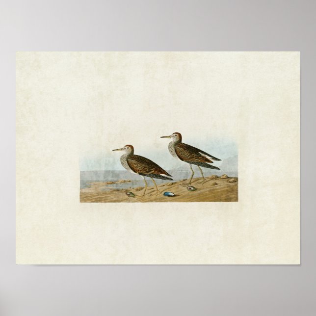 Plate 294 | Pectoral Sandpiper | Birds of America Poster (Front)