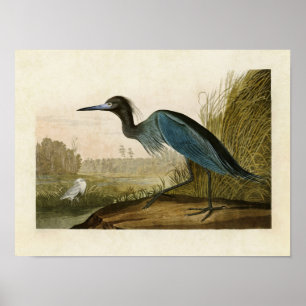 Plate 307   Blue Crane or Heron   Birds of America Poster