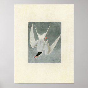 Plate 309 Great Tern Birds of America Poster