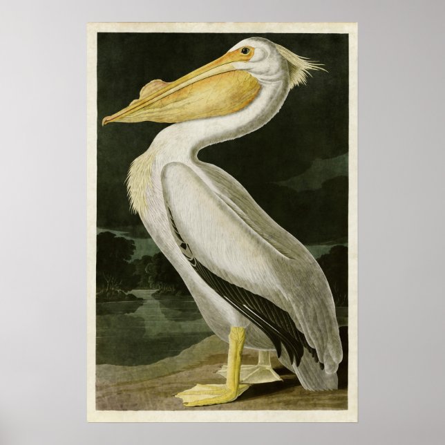 Plate 311 | American White Pelican Poster (Front)